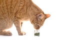 Ginger cat sniffing dried catnip. Isolated on white background. Royalty Free Stock Photo