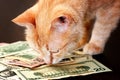 Ginger cat sniffing a various dollar banknotes