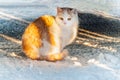 Ginger cat snow road looking side Royalty Free Stock Photo