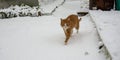 Ginger cat in the snow. The cat walks on the snowy ground Royalty Free Stock Photo