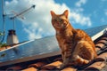 Ginger Cat and solar panel