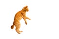 Ginger cat standing on its hind legs isolated on a white background Royalty Free Stock Photo