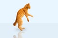 Ginger cat standing on its hind legs isolated on a white background Royalty Free Stock Photo