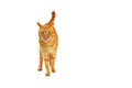 Ginger cat standing and licking isolated on a white background