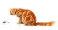 Ginger cat staring at a toy mouse Royalty Free Stock Photo