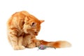 Ginger cat staring at a toy mouse Royalty Free Stock Photo