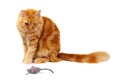 Ginger cat staring at a toy mouse Royalty Free Stock Photo