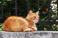 Ginger cat on the stone base of the fence. Royalty Free Stock Photo