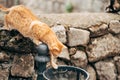 A ginger cat on a stone fence looks into the street trash can in search of food.