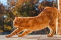 Ginger cat stretches. Morning exercise. Sunny autumn early morning Royalty Free Stock Photo