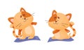 Ginger Cat with Striped Tail Doing Yoga Standing in Asana Vector Set