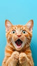 A ginger cat with a surprised expression on a blue background. A shocked tabby cat with its mouth open. Royalty Free Stock Photo