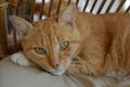 Ginger tabby cat, yellow eyes Royalty Free Stock Photo