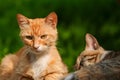 A ginger cat and a tabby cat are resting in the sunlight of the garden. Royalty Free Stock Photo