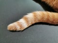 Ginger cat tail with copy space. Selective focus.