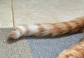 Ginger cat tail on the rug. Happy tabby cat lying on the carpet at home.