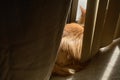 Ginger cat taking morning sunbath Royalty Free Stock Photo