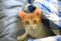 Ginger cat thinking bad on the bed, hiding in the comforter, duvet, and watch around
