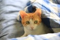 Ginger cat thinking bad on the bed, hiding in the comforter, duvet, and watch around