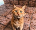 Ginger cat on tile floor