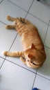 Ginger cat on tiled floor Royalty Free Stock Photo
