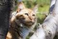 Ginger cat in a tree