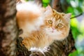 Ginger cat in a tree