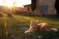 Ginger cat in Tuscany. Generative AI Royalty Free Stock Photo