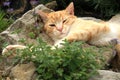 Ginger cat under the influence of catnip. Royalty Free Stock Photo