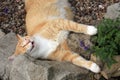 Ginger cat under the influence of catnip. Royalty Free Stock Photo