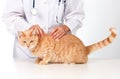 Ginger cat with veterinarian doctor. Royalty Free Stock Photo