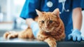 A ginger cat at a veterinarian's appointment lies on the table, a doctor in blue gloves in the background Royalty Free Stock Photo