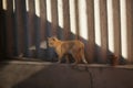 Ginger cat walk on the blind area of a rural slate fence