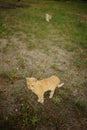 Ginger cat walk in the evening summer garden