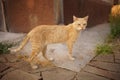 Ginger cat is walk near house in a sunny evening