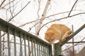 Ginger cat walk on the old green fence in winter