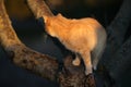 Ginger cat walk on a tree trunk at sunset