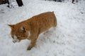 A ginger cat is walking on freshly fallen snow Royalty Free Stock Photo