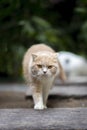 Ginger cat walking in the garden. Scottish fold kitten looking something on green grass. Cute orange cat with copy space. Cream Royalty Free Stock Photo