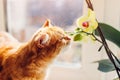 Ginger cat walking on window sill at home in the morning. Pet smelling orchid