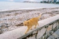 Ginger cat walks along a stone fence by the sea with its tail up