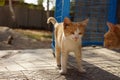 Ginger cat walks cautiously past the second male Royalty Free Stock Photo