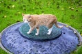 A ginger cat walks in the yard in autumn. Sewer hatch. Yellow leaves on a green lawn Royalty Free Stock Photo