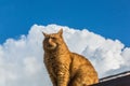 Ginger Cat on the roof