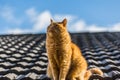 Ginger Cat on the roof