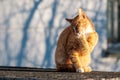 Ginger cat washes his face and bites his front paw with his teeth