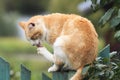 Ginger cat washes his paws sitting on the fence