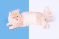 Ginger cat washes and licks its paw on blue and white background. Royalty Free Stock Photo