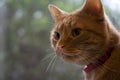 Ginger Cat Watching Royalty Free Stock Photo