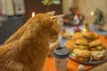 Ginger cat watching cheeseburger cake Royalty Free Stock Photo